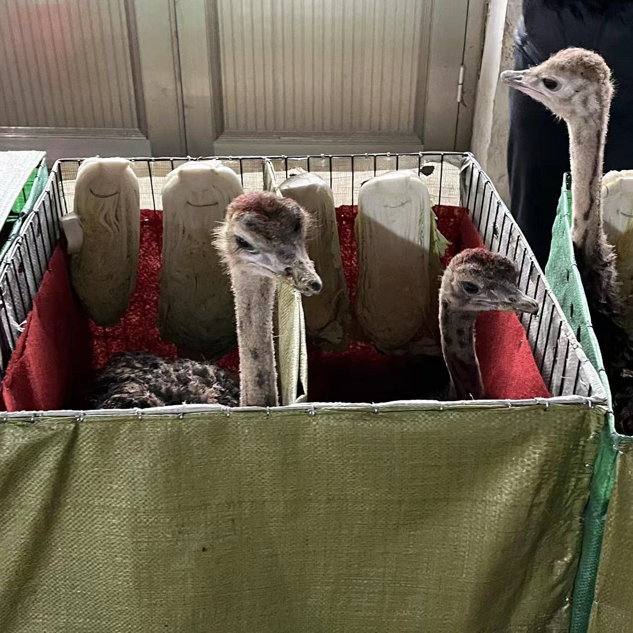 活体鸵体脱温幼苗非洲鸵鸟苗澳洲鸵鸟幼鸟价格出售成年鸵鸟鸵鸟蛋