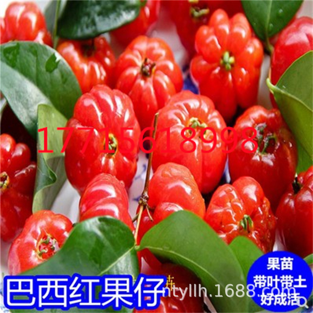 巴西红果仔树苗 灯笼果树苗 庭院 阳台 盆栽果树红灯笼 果树果苗