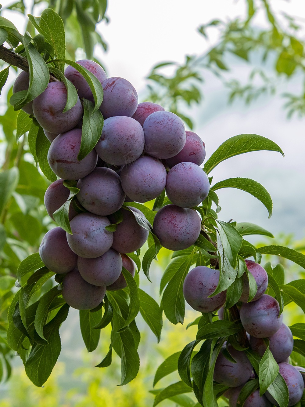 阿坝汶川脆红李四川脱骨李红脆李新鲜现摘水果5斤顺丰包邮非茵红