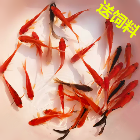 锦鲤水花鱼苗纯种日本红白三色丹顶大正三色黄金观赏小金鱼苗幼苗