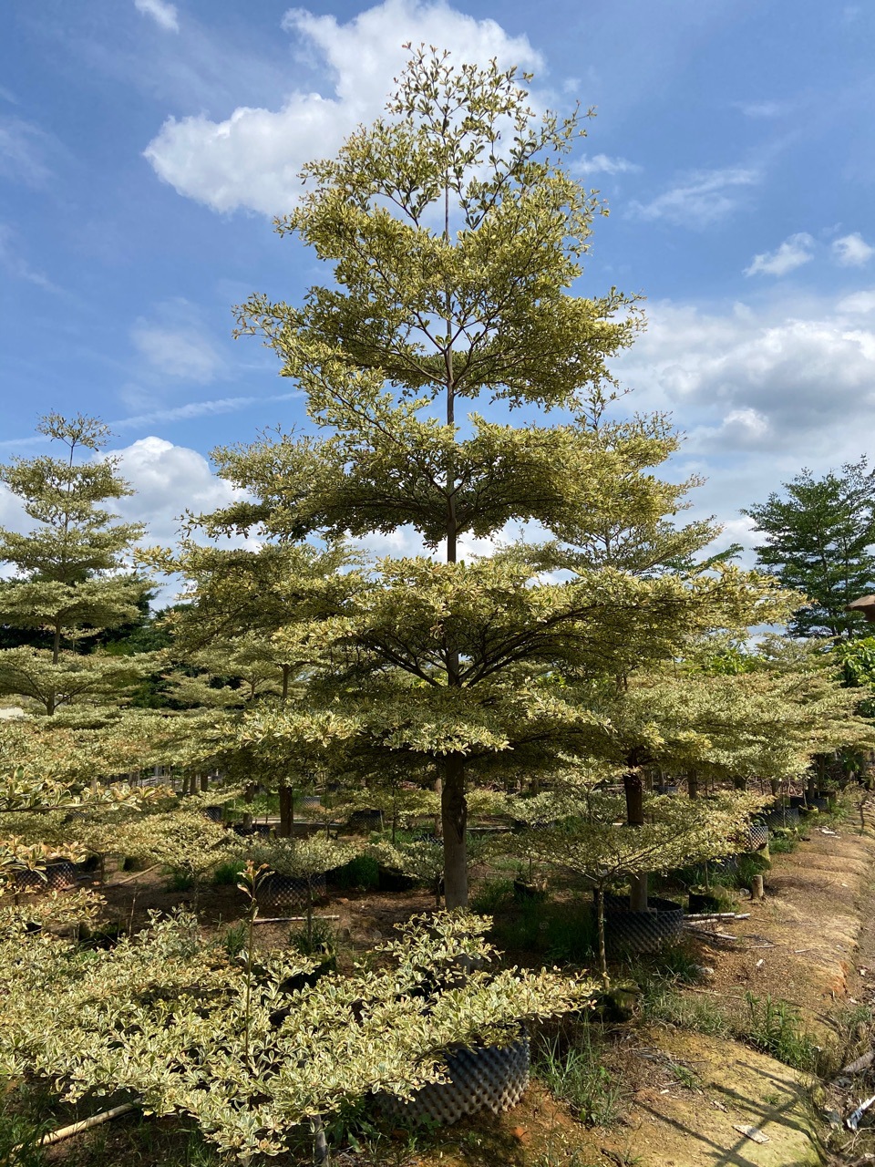 锦叶榄仁容器苗 庭院园林景观树 观叶乔木 多种规格 全冠锦叶榄仁