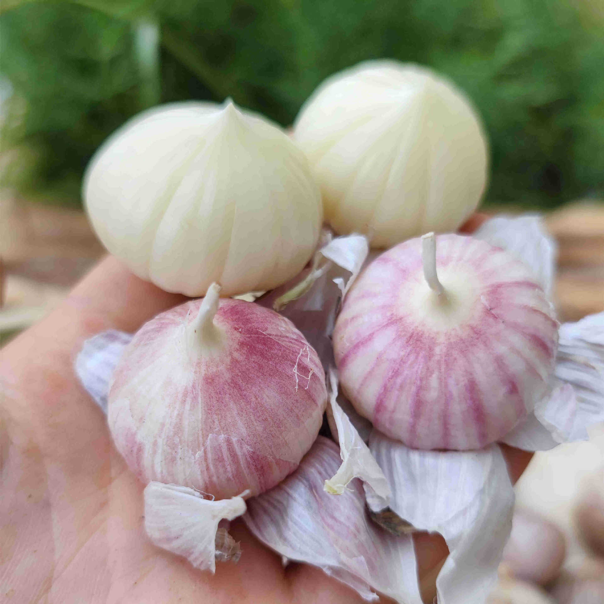 0(%)等级一级品种独头蒜商品