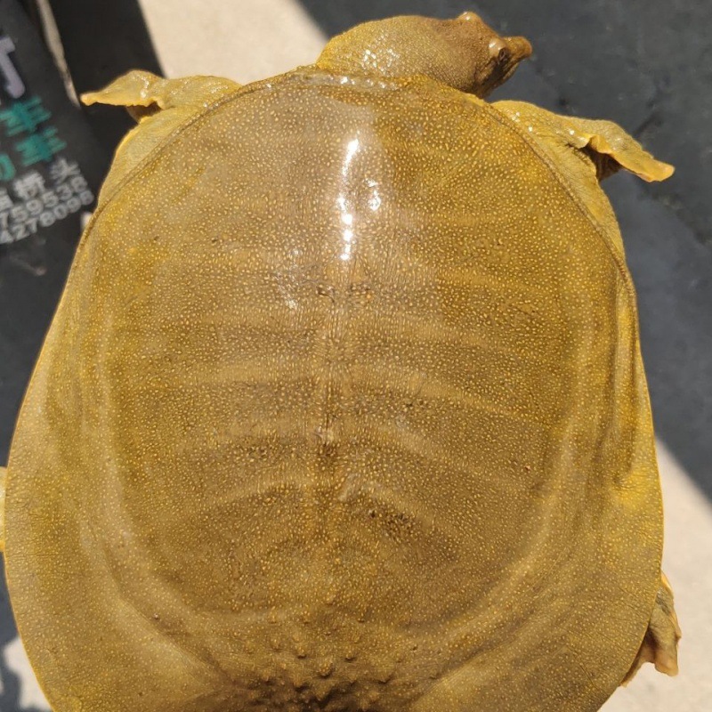 海鲜 鲜活青黄背甲鱼活体王八水鱼团鱼鳖中华鳖苗活体食用甲鱼