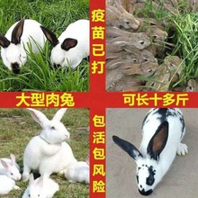 兔子大型肉兔子小白兔小兔子比利时巨兔新西兰肉兔苗可长15斤