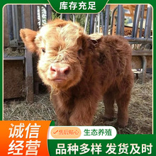 牛犊活体小牛出售鲁西黄牛活苗肉牛仔杂交改良三元牛西门塔尔牛