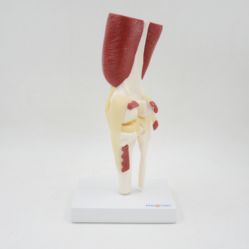 1:1大人体膝关节带肌肉韧带骨骼模型膝盖骨运动系统医用教学骨科