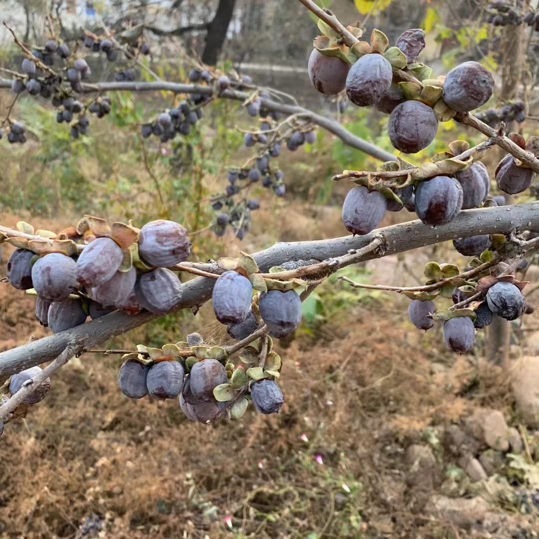 包邮 黑枣无核圆枣软枣小柿子小黑枣君迁子黑枣1斤柿枣零食非乌枣