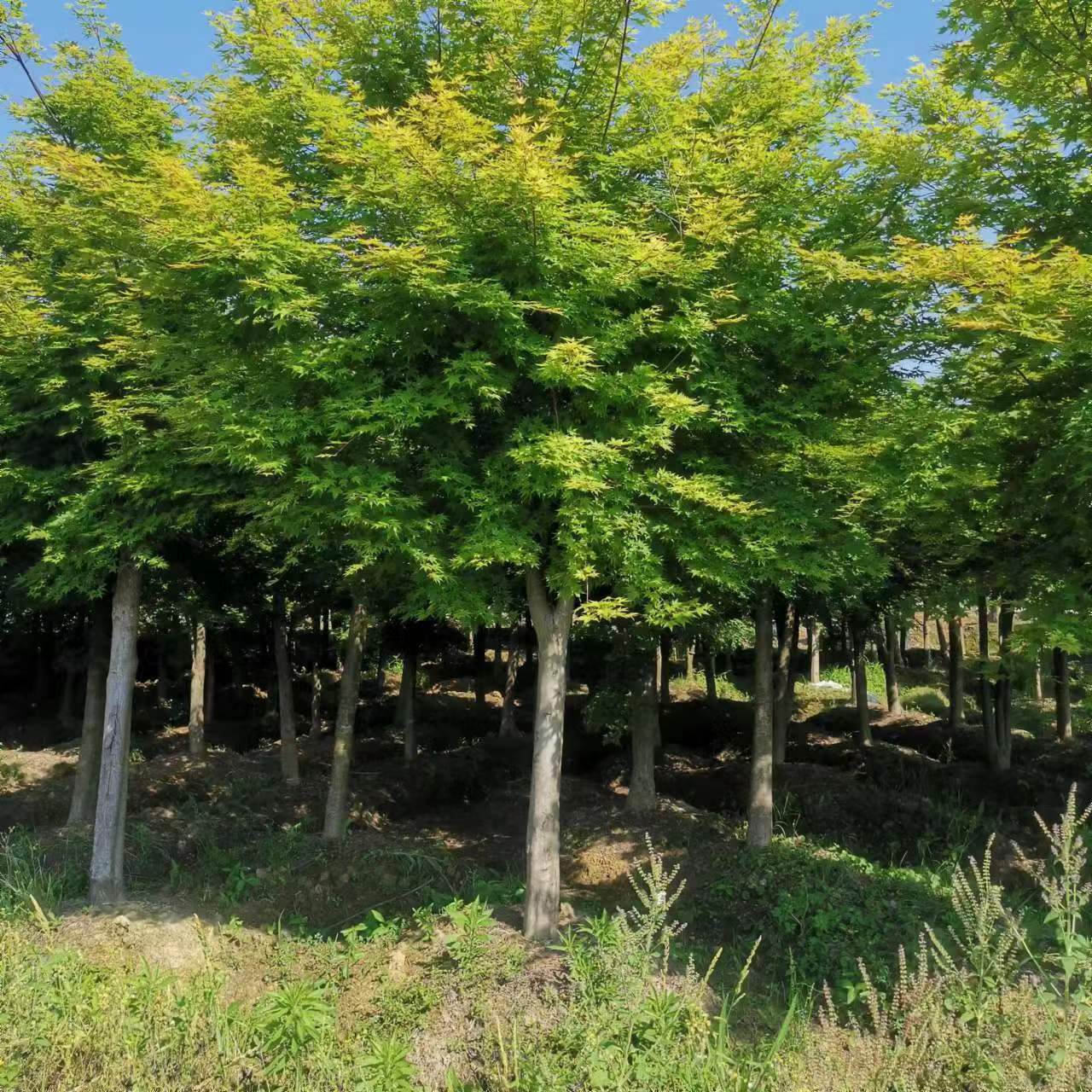 落叶乔木 18公分高杆嫁接鸡爪槭/鸡爪枫 树形美观 货足价实