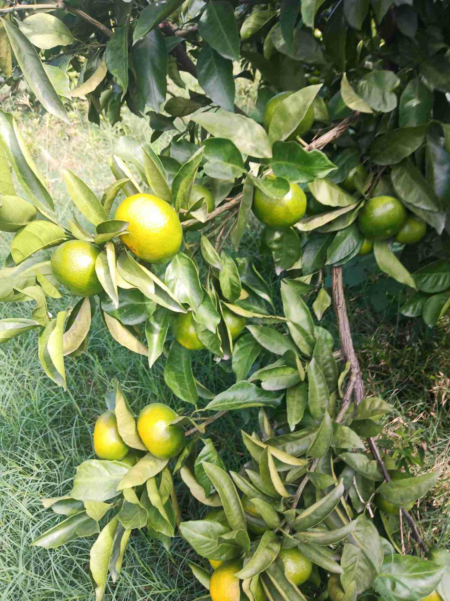 日南一号特早熟蜜桔皮薄味美甘甜可口颜色艳丽新鲜采摘新鲜水果柑橘