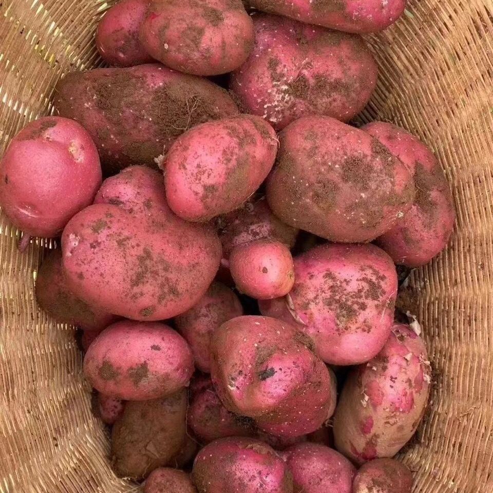 新鲜小土豆红皮黄心土豆洋芋云南小土豆马铃薯小洋芋3/5/10斤批发