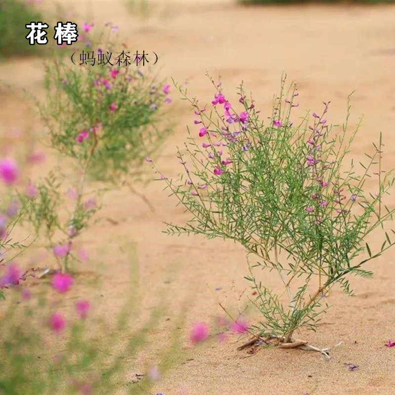 花棒种子花棒灌木种子细枝岩黄芪牛羊饲料牧草种子防风