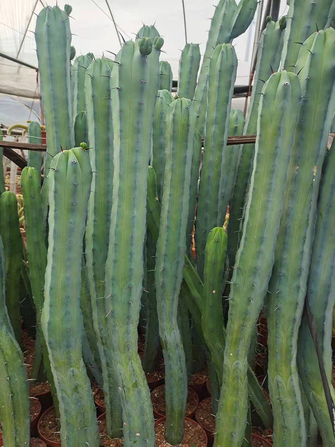 龙神木仙人柱高龙神木带根仙人掌多肉植物摆设美观造景