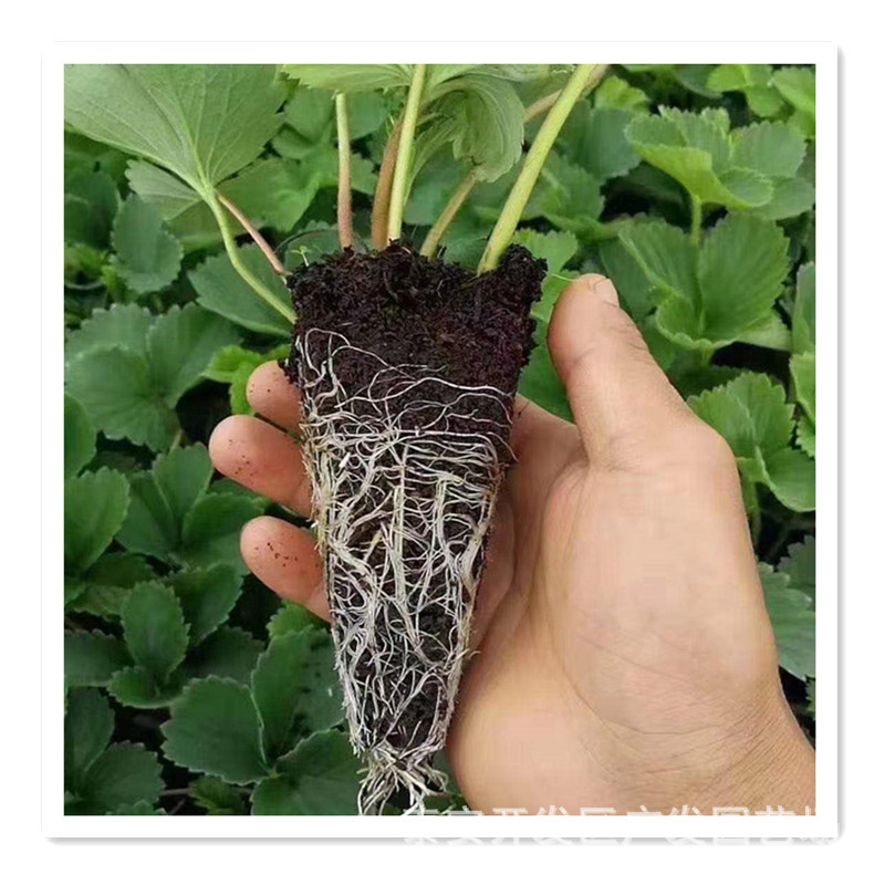 山东穴盘草莓苗批发 易成活货源足 提供种植技术 脱毒草莓苗批发