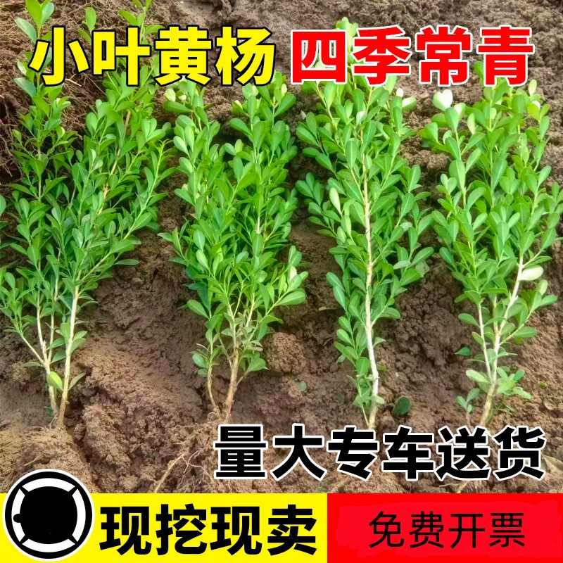小叶黄杨苗瓜子黄杨苗法国冬青苗冬青苗金边黄杨庭院绿篱树苗