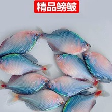 好养淡水观赏鳑鲏鱼七彩石旁皮除藻冷水鱼活体小型鱼苗原生群游鱼