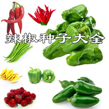 新鲜墨西哥辣椒 港椒油椒圆椒青椒薄皮肉厚微辣泡椒山东农家菜椒