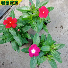 木本天天开 长春花穴盘苗 进口长春花 时令草花 花海花带花坛绿化