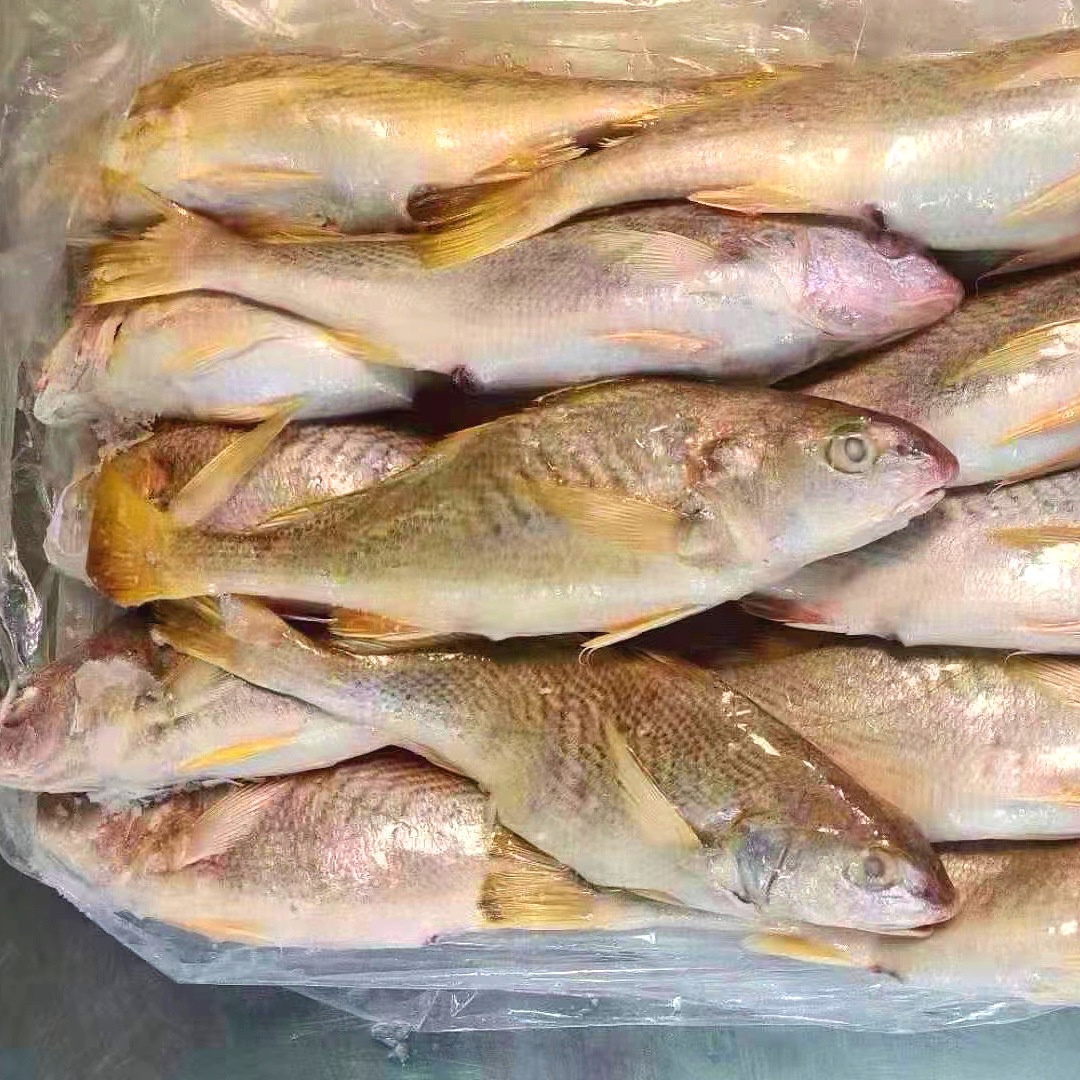 墨西哥黄鱼南美洲大黄鱼冻黄鳍短须石首鱼黄姑鱼黄古鱼