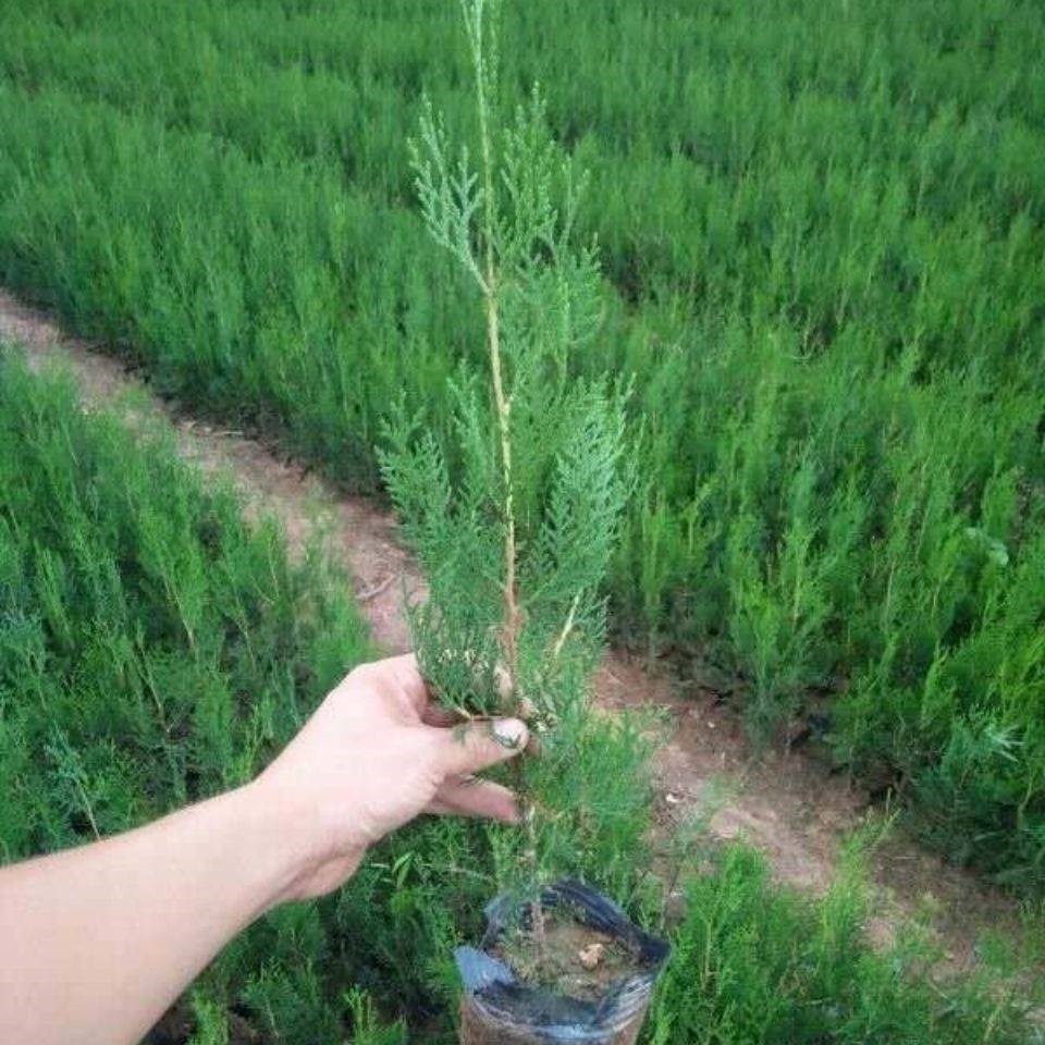 2-200棵侧柏小苗侧柏苗扁柏柏树侧柏小苗柏树苗