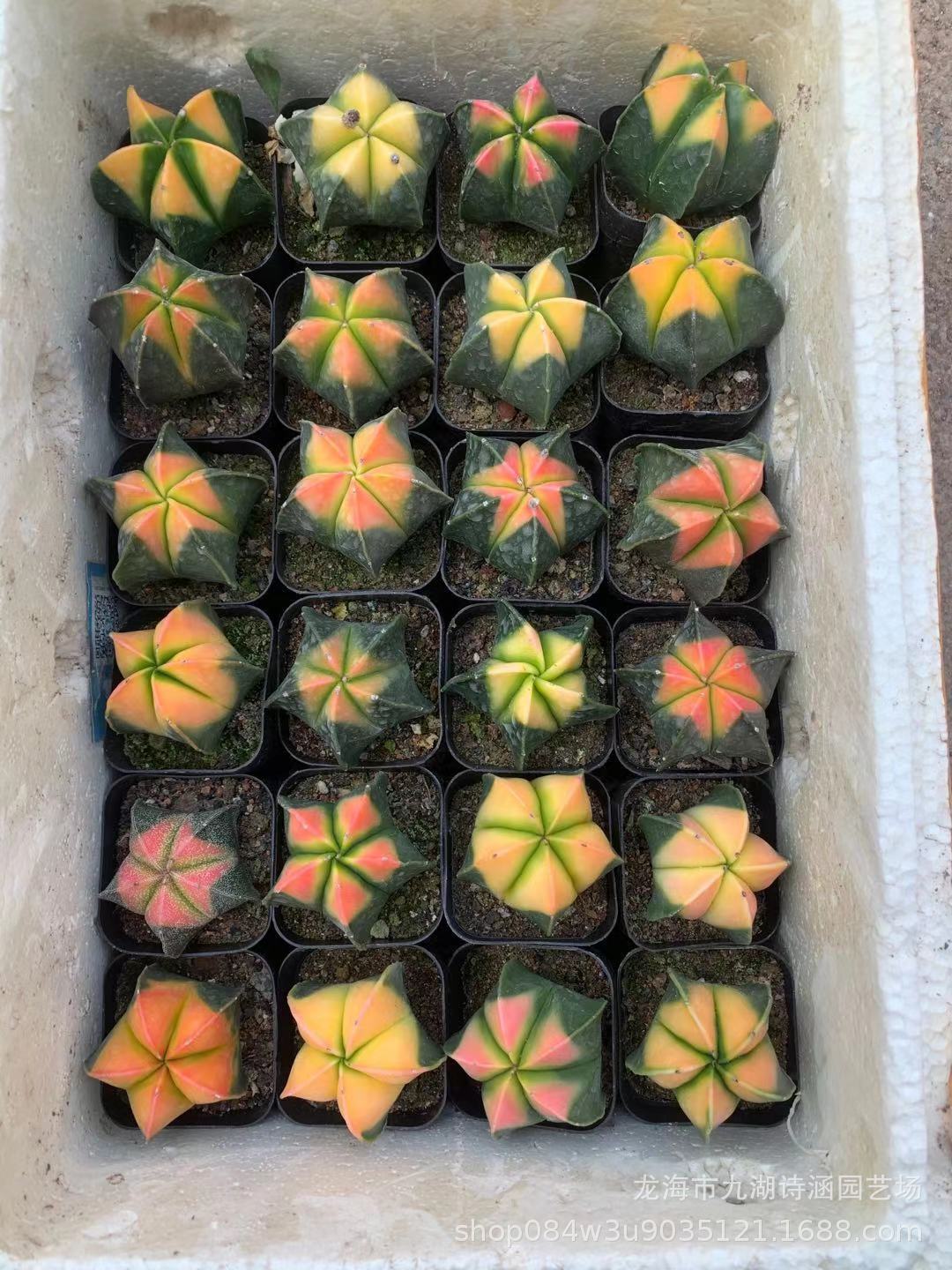 实生鸾凤玉 锦 仙人球 室内绿植盆栽 基地直发