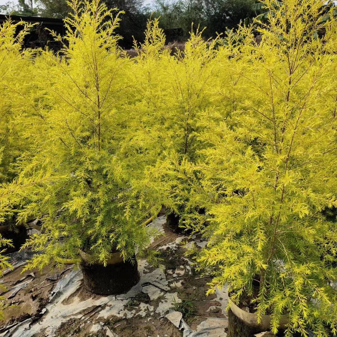 8米浙江千层金黄千层报价