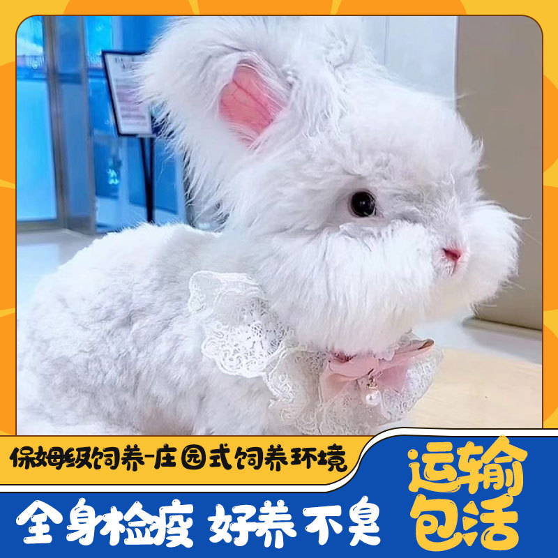 精品安哥拉兔子宠物长毛兔活体网红猫猫兔垂耳兔侏儒兔纯种巨大型