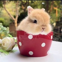 兔活物侏儒兔茶杯长不大不咬人迷你儿童养猫猫兔荷兰垂耳兔活