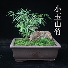 小玉山竹 米竹 姬翠竹 凤尾竹微型竹子盆景盆栽绿植室内办公茶几