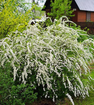 一件代发塔莎的花园 雪柳喷雪花植物开花菱叶重瓣植物绣线菊盆栽