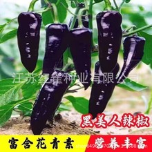 新品黑美人紫妃尖椒种子黑紫色彩椒辣椒高产抗病牛角寿光蔬菜种籽