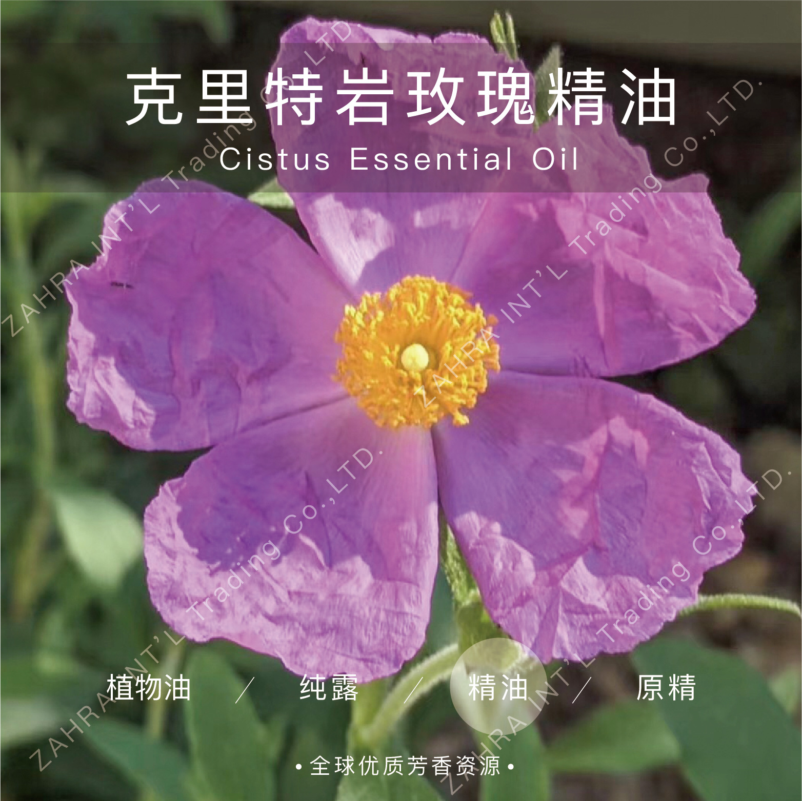 摩洛哥 |进口克里特岩玫瑰单方精油