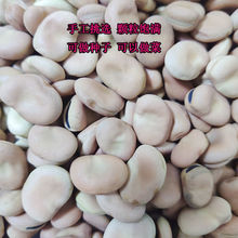 新鲜干蚕豆种子罗汉豆高产白皮蚕豆散装批发胡豆生蚕豆发芽率高