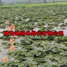 水生花卉 睡莲 大花睡莲 大花睡莲块茎 多色发货