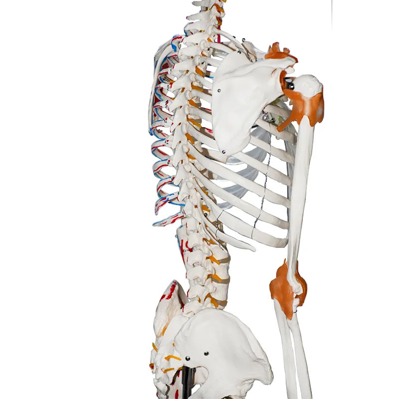 ly production 170cm large skeleton model human skeleton skeleton with nerves and blood vessels half-body muscle starting and ending points