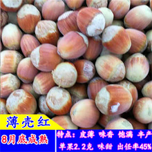 东北耐寒美国大榛子树苗平欧榛子苗树落叶地栽南北方种植当年结果