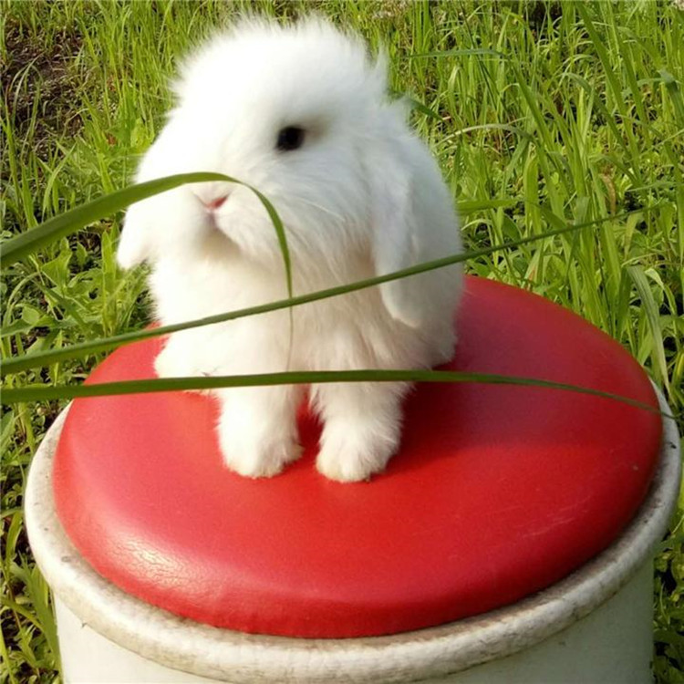 垂耳兔宠物兔活侏儒兔小型迷你兔儿童礼物萌宠猫猫兔