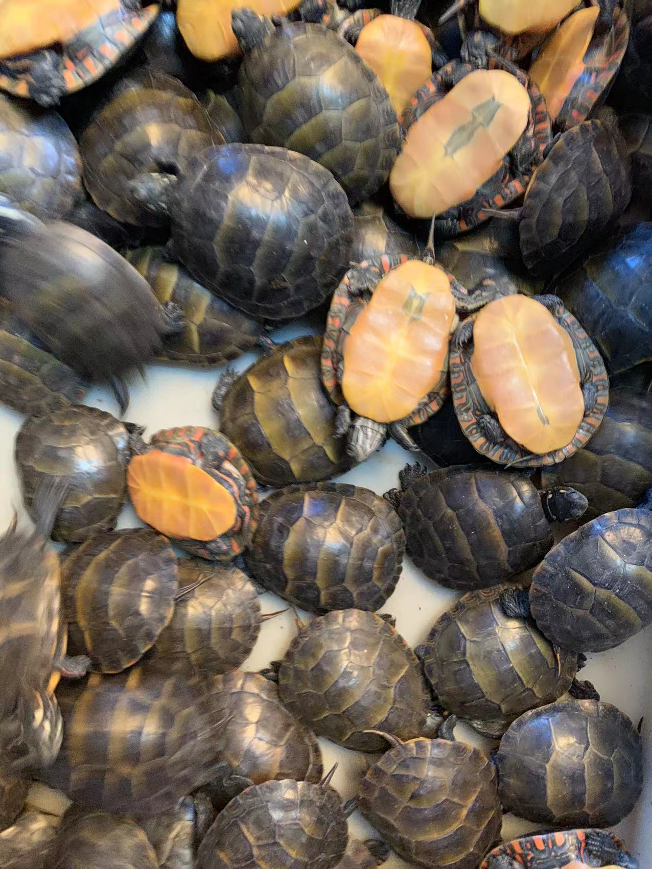 东锦龟红腹东锦龟红红火火观赏深水龟鳖鱼缸混养宠物龟东部龟招财