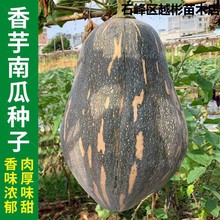 奶油香芋南瓜种子春季秋季四季香芋蜜本甜糯红甜栗南瓜种籽菜种孑