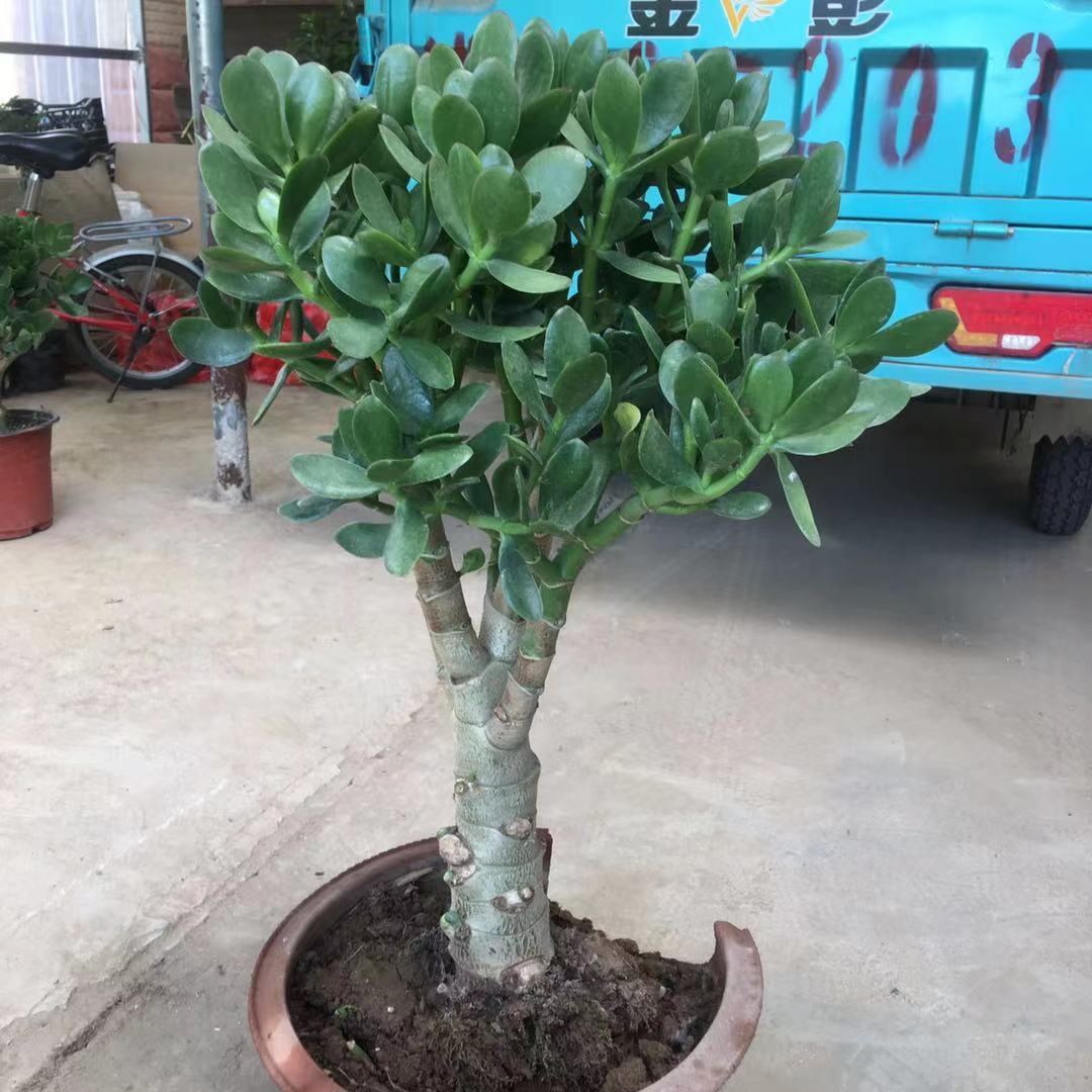 多肉植物玉树盆栽大叶玉树花植物四季老桩金枝玉叶景天树盆景包邮