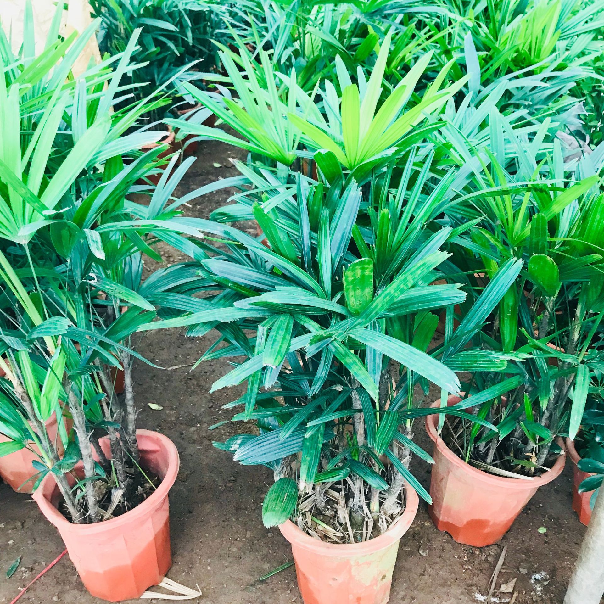 轻奢是否跨境出口专供货源否规格棕竹植物品种棕竹干湿习性中性光照