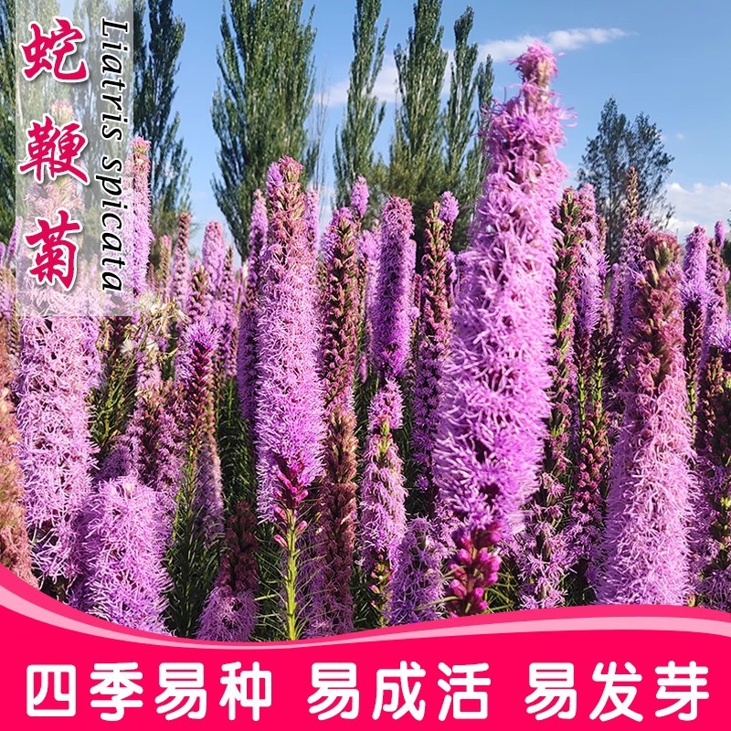 蛇鞭菊种子麒麟菊种子猫尾花种子多年生宿根观花种子景观绿化花籽