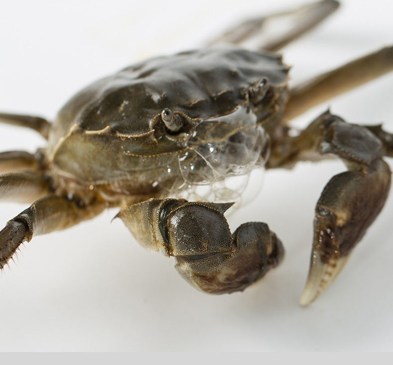 【全母16只】大闸蟹鲜活母螃蟹活体特大5.2-1.6海鲜礼盒阳澄湖镇