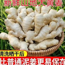 现挖广西大黄姜新鲜老姜生姜9斤月子姜蔬菜包邮非山东大姜嫩姜沙