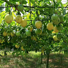 香蜜百香果苗盆栽地栽南方北方种植四季庭院果树苗黄金黄皮水果苗