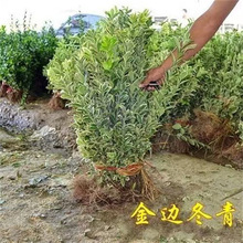 金边黄杨多色金边耐热抗寒冬青庭院篱笆四季常青户外绿化苗木工程