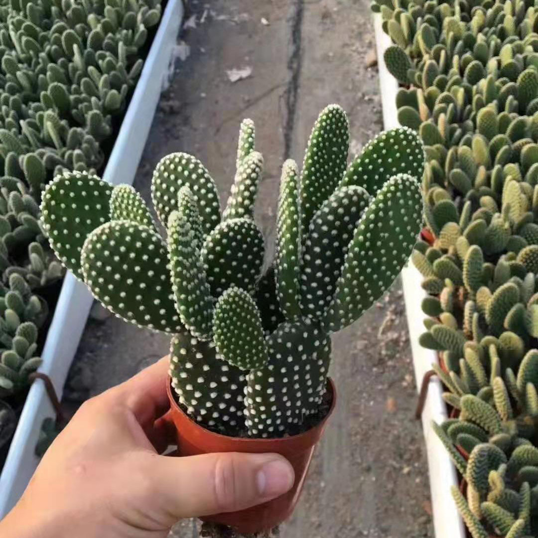 【基地直供】小盆栽室内多肉植物 仙人掌植物 天使白毛掌