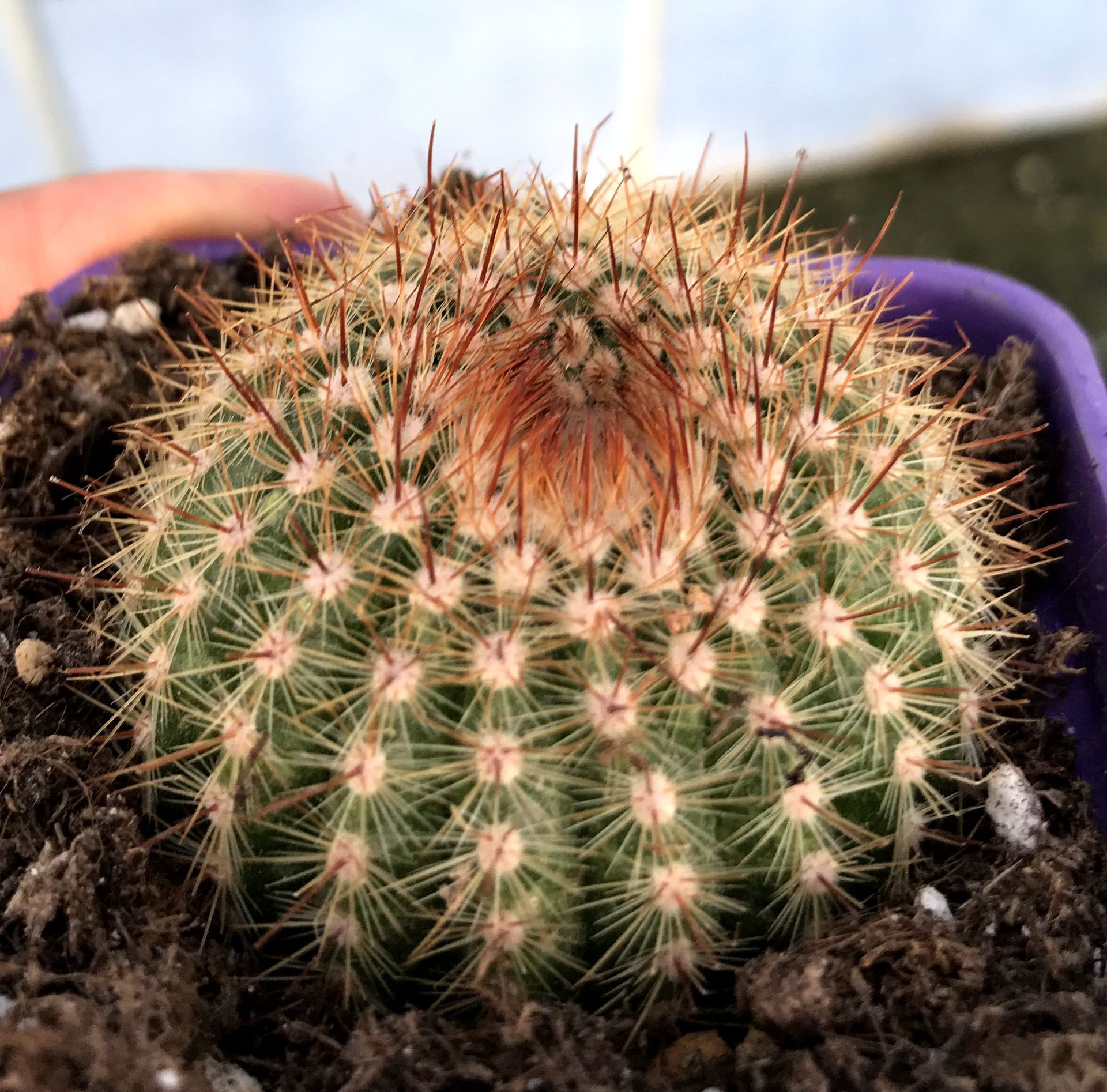 多肉植物彩色仙人球仙人掌防辐射绿植盆栽创意玉露室内花卉萌肉肉