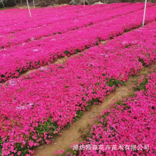 丛生福禄考盆栽 宿根花卉园林绿化地被 芝樱苗可做花海 量大从优