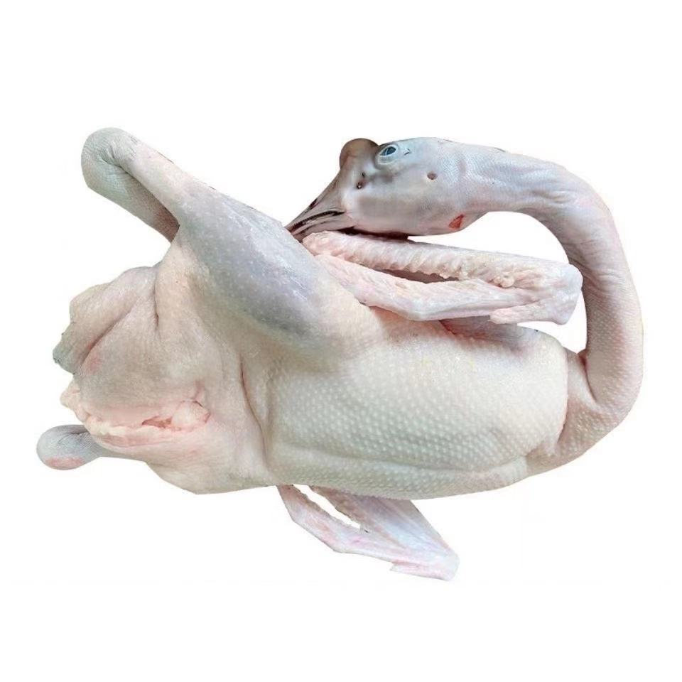 广东黑棕鹅棚鹅乌棕鹅净膛大鹅8斤左右深井烧鹅茶餐厅烧腊食材