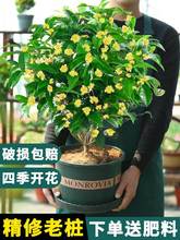 桂花树苗盆栽植物室内外花卉四季开花浓香好养阳台小绿植盆景月桂